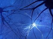 CONNECTOME vitesse s’accélère jusqu’à