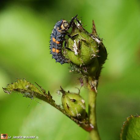 Larve-de-coccinelle-et-pucerons