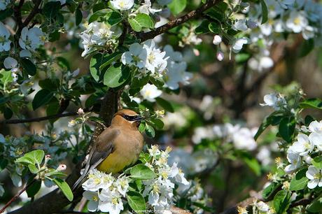 Jaseurs dans un pommier…