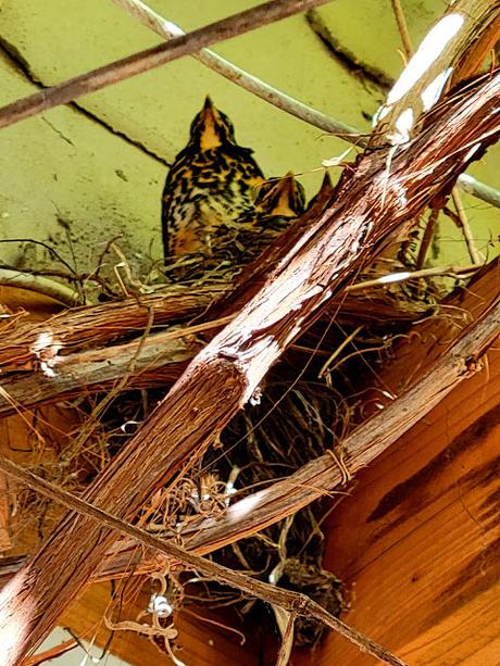 Quiche printanière rustique aux asperges et haricots Quiche printanière rustique aux asperges et haricots