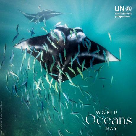 Le 8 juin, journée mondiale des océans