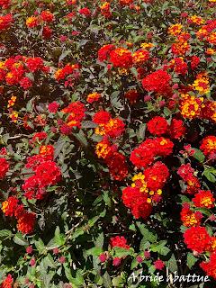 Les paysages et la flore crétoise Les paysages et la flore crétoise