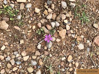 Les paysages et la flore crétoise