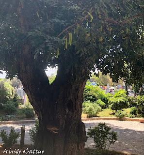 Les paysages et la flore crétoise