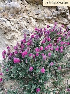 Les paysages et la flore crétoise