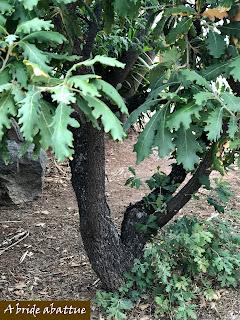 Les paysages et la flore crétoise Les paysages et la flore crétoise