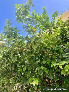 Les paysages et la flore crétoise