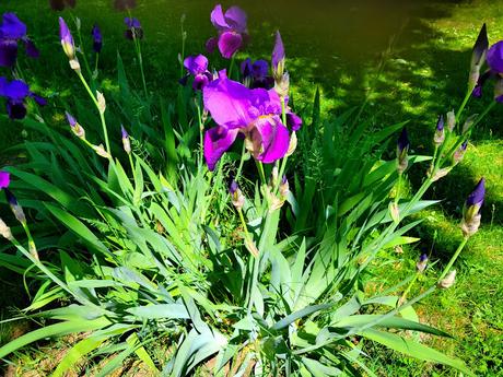 Tofu jerk avec riz et haricots et petits pois Tofu jerk avec riz et haricots et petits pois