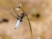 Libellule, poème Camille Saint-Saëns (1835-1921)