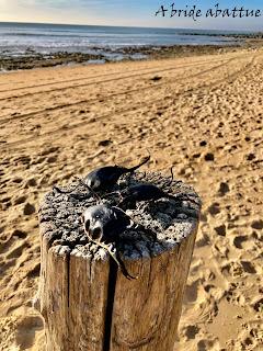 Balades à vélo sur l’île d’Oléron