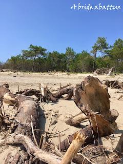 Balades à vélo sur l’île d’Oléron Balades à vélo sur l’île d’Oléron