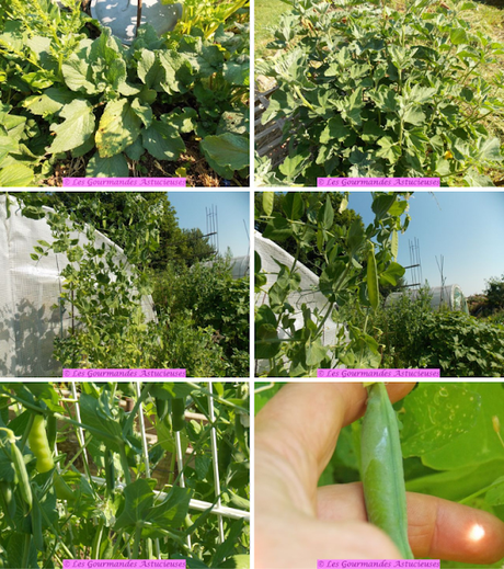 Soupe froide bourrache-guimauve, jus de cosses de petits pois et légumes de printemps (Vegan) Soupe froide bourrache-guimauve, jus de cosses de petits pois et légumes de printemps (Vegan)