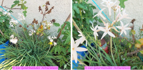 Soupe froide bourrache-guimauve, jus de cosses de petits pois et légumes de printemps (Vegan) Soupe froide bourrache-guimauve, jus de cosses de petits pois et légumes de printemps (Vegan)