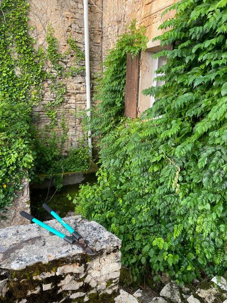 Dans la brume, ne manquaient plus que les gorilles IMG_1800