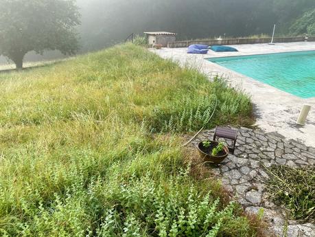 Dans la brume, ne manquaient plus que les gorilles IMG_1798