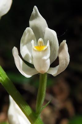 Céphalanthère à longues feuilles (Cephalanthera longifolia)
