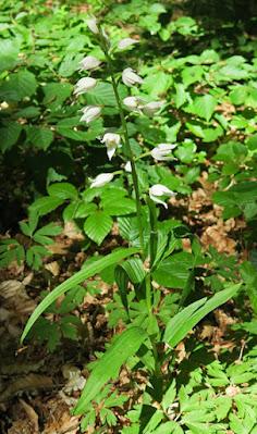Céphalanthère à longues feuilles (Cephalanthera longifolia)