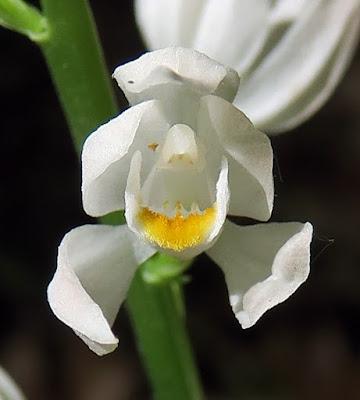 Céphalanthère à longues feuilles (Cephalanthera longifolia)