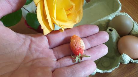 Une courge dans le placard Une courge dans le placard