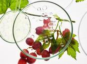 MICROBIOTE INTESTINAL Pourquoi consommation raisin fait bien