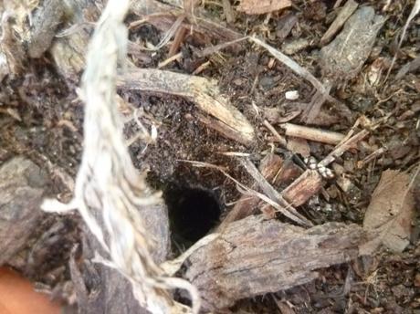 abeille,pot de fleurs,oeillets,jardin,jardinage,insecte,culture