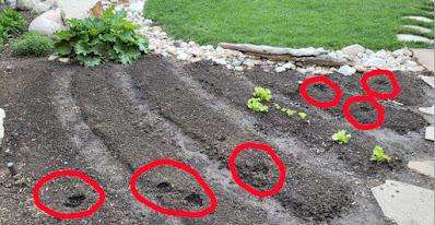 Qui piétine notre potager ?