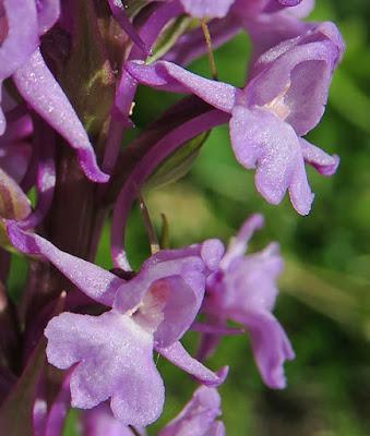 Orchis moucheron (Gymnadenia conopsea)