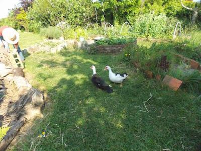 Daisy et Sidonie vous invitent au jardin