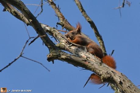 Écureuil roux • Sciurus vulgaris