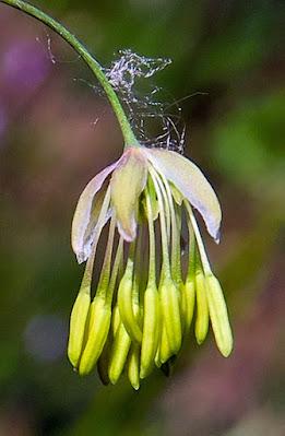 Pigamon des rochers (Thalictrum minus subsp. saxatile)