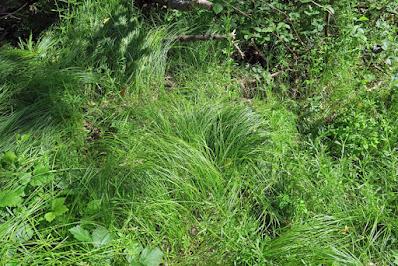 Laîche fausse brize, crin végétal (Carex brizoïdes)