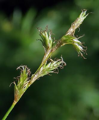 Laîche fausse brize, crin végétal (Carex brizoïdes)