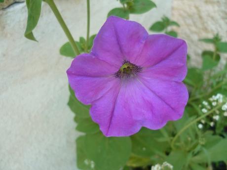 fleurs,plantes,oeillets,hortensia,pétunia,pensée,jardin,jardinage,été