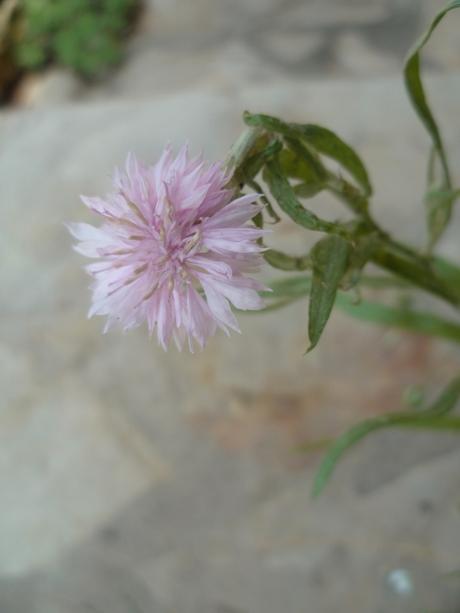 fleurs,plantes,oeillets,hortensia,pétunia,pensée,jardin,jardinage,été