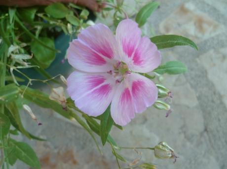 fleurs,plantes,oeillets,hortensia,pétunia,pensée,jardin,jardinage,été