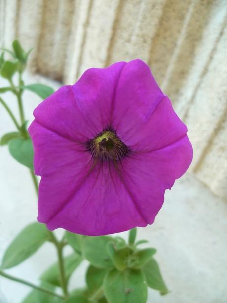 fleurs,plantes,oeillets,hortensia,pétunia,pensée,jardin,jardinage,été