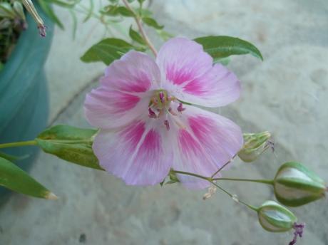fleurs,plantes,oeillets,hortensia,pétunia,pensée,jardin,jardinage,été