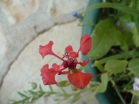 fleurs,plantes,oeillets,hortensia,pétunia,pensée,jardin,jardinage,été