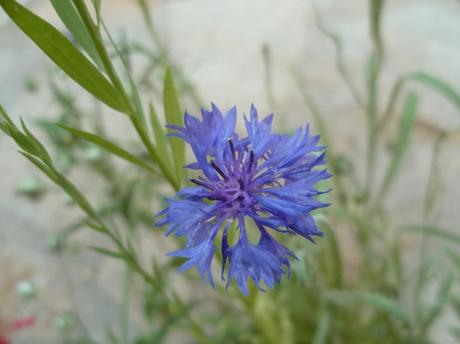 fleurs,plantes,oeillets,hortensia,pétunia,pensée,jardin,jardinage,été