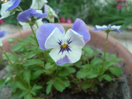 fleurs,plantes,oeillets,hortensia,pétunia,pensée,jardin,jardinage,été