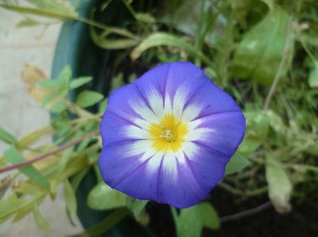 fleurs,plantes,oeillets,hortensia,pétunia,pensée,jardin,jardinage,été