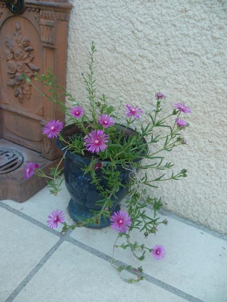 fleurs,plantes,oeillets,hortensia,pétunia,pensée,jardin,jardinage,été