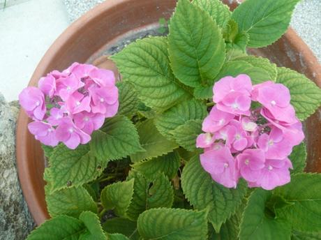 fleurs,plantes,oeillets,hortensia,pétunia,pensée,jardin,jardinage,été