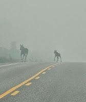 Nouvelles Fins Du Monde