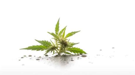 Les Cannabinoïdes: Comprendre leurs Différences et Potentiels pour le Bien-être cannabinoïdes