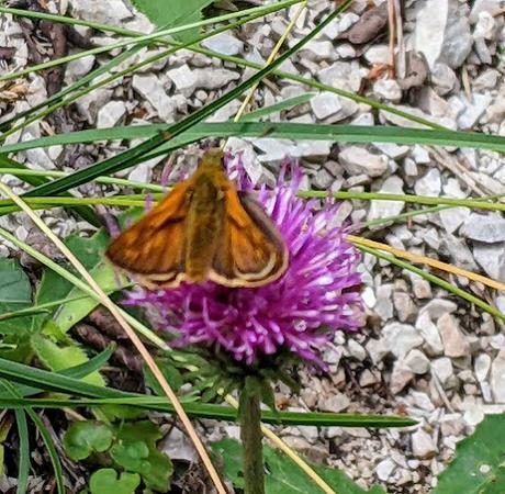 Mittenwald — Orchideen, Wollgras und andere Juni-Blumen / Orchidées, linaigrettes et autres fleurs de juin