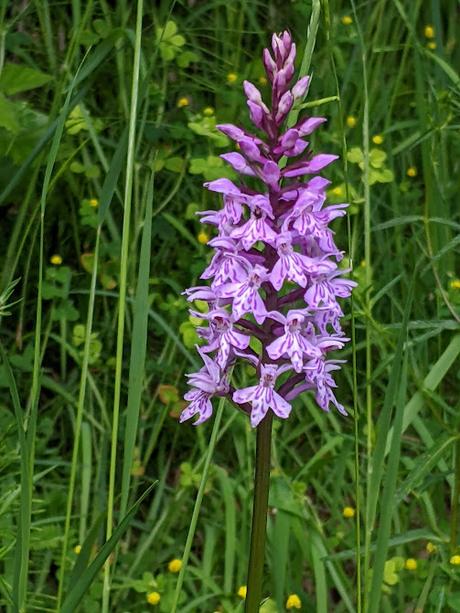 Mittenwald — Orchideen, Wollgras und andere Juni-Blumen / Orchidées, linaigrettes et autres fleurs de juin