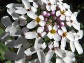 Ibéris amer (Iberis amara)