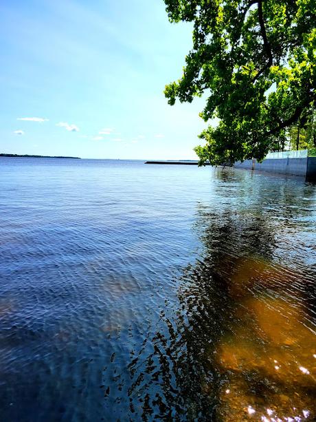 Focaccia à l'oseille avec frauxmage de chèvre