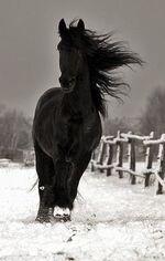 La Coureuse des Grèves T2 - Les vagues fugitives - Mélanie Dufresne